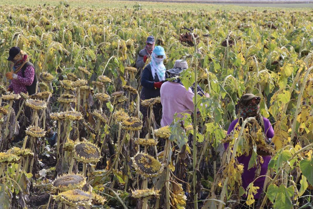 Ağrı Dağı eteklerinde hasadı başladı: 310 milyonluk getiri bekleniyor 6